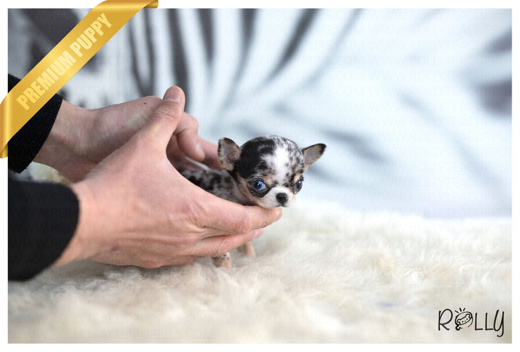 Rolly Teacup Puppies (Purchased to Darrell) Livie - Chihuahua. F.