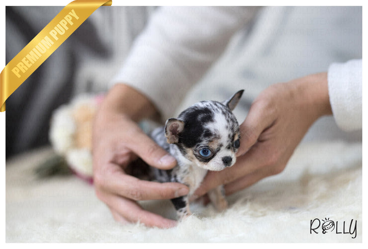 Rolly Teacup Puppies (Purchased to Darrell) Livie - Chihuahua. F.