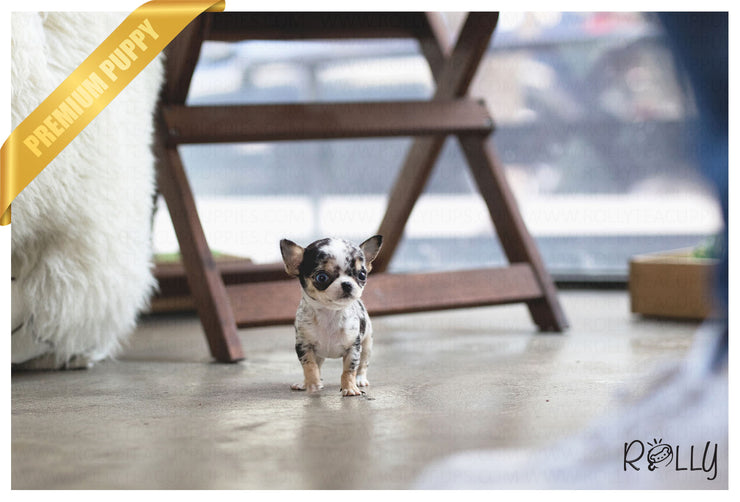 Rolly Teacup Puppies (Purchased to Darrell) Livie - Chihuahua. F.