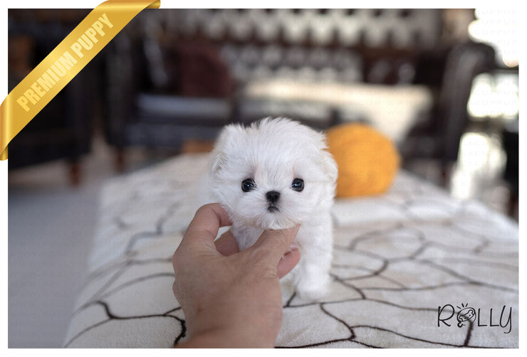 Rolly Teacup Puppies (PURCHASED by Collier) LIZZIE - Maltese. F.