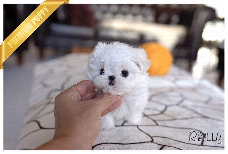 Rolly Teacup Puppies (PURCHASED by Collier) LIZZIE - Maltese. F.
