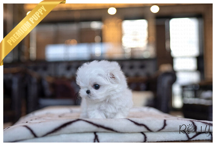Rolly Teacup Puppies (PURCHASED by Collier) LIZZIE - Maltese. F.