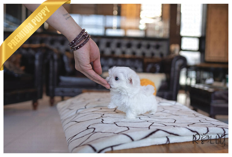 Rolly Teacup Puppies (PURCHASED by Collier) LIZZIE - Maltese. F.