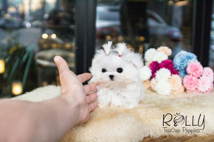Rolly Teacup Puppies Lizzie - Maltese.