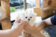 Rolly Teacup Puppies Lizzie - Maltese.