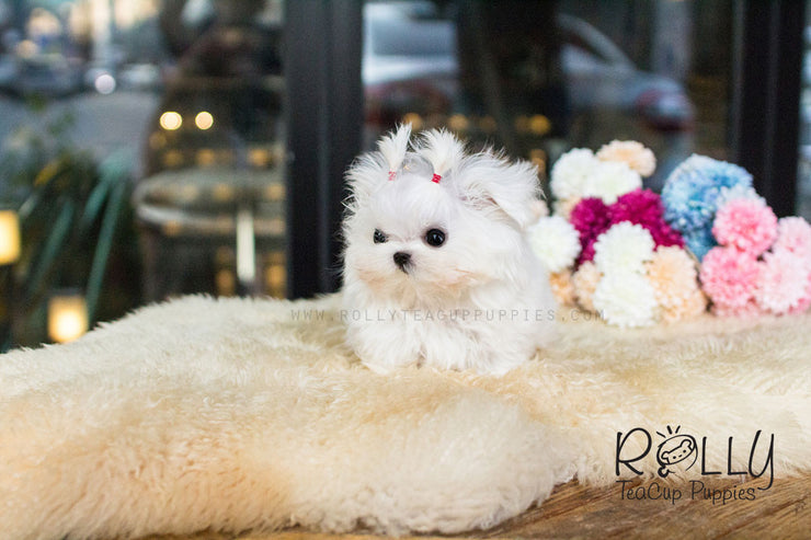 Rolly Teacup Puppies Lizzie - Maltese.