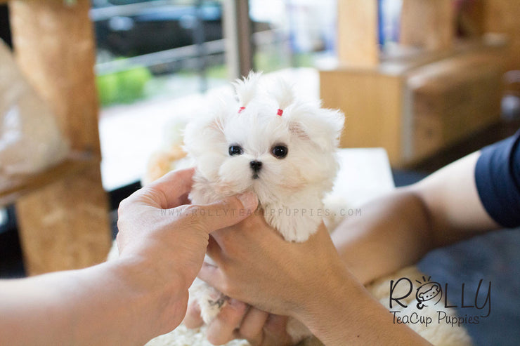 Rolly Teacup Puppies Lizzie - Maltese.