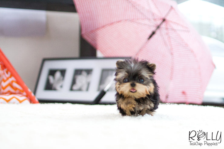 Rolly Teacup Puppies (SOLD to Martinez) Lizzie - Yorkie. F.