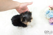 Rolly Teacup Puppies (SOLD to Martinez) Lizzie - Yorkie. F.