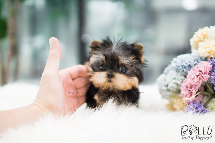Rolly Teacup Puppies (SOLD to Martinez) Lizzie - Yorkie. F.