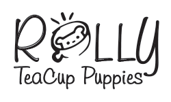 Rolly Teacup Puppies Remaining shipping / Transit.