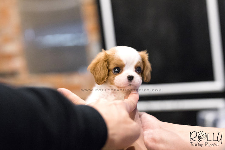 Rolly Teacup Puppies (SOLD to Cajigas) Lola - King Charles Jr. F.