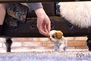 Rolly Teacup Puppies (SOLD to Cajigas) Lola - King Charles Jr. F.