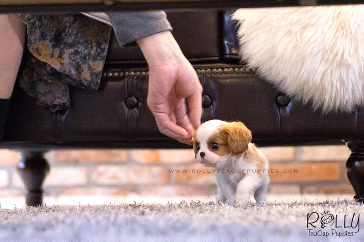 Rolly Teacup Puppies (SOLD to Cajigas) Lola - King Charles Jr. F.