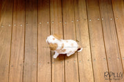 Rolly Teacup Puppies (SOLD to Cajigas) Lola - King Charles Jr. F.