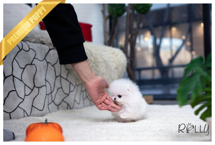 Rolly Teacup Puppies (Purchased by Mascolo) London - Pomeranian. F.