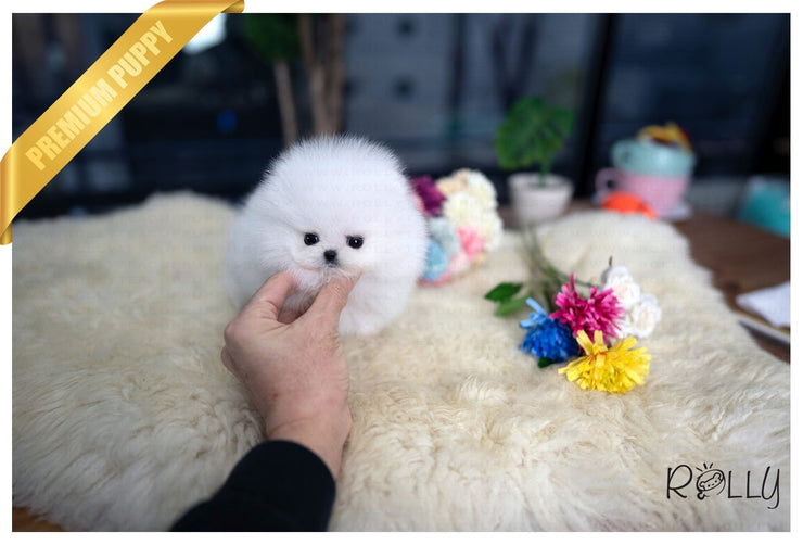 Rolly Teacup Puppies (Purchased by Mascolo) London - Pomeranian. F.