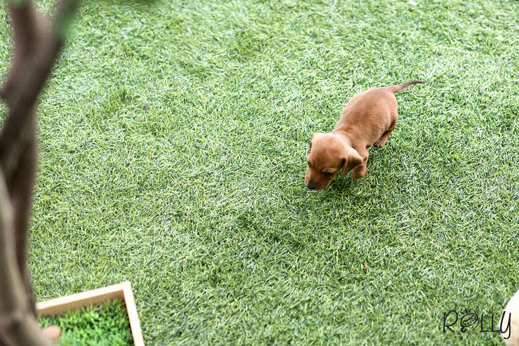 Rolly Teacup Puppies (Purchased by Martinez) Louie - Dachshund. M.