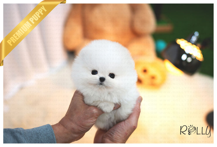 Rolly Teacup Puppies (Purchased by Thao) Louis - Pomeranian. M.