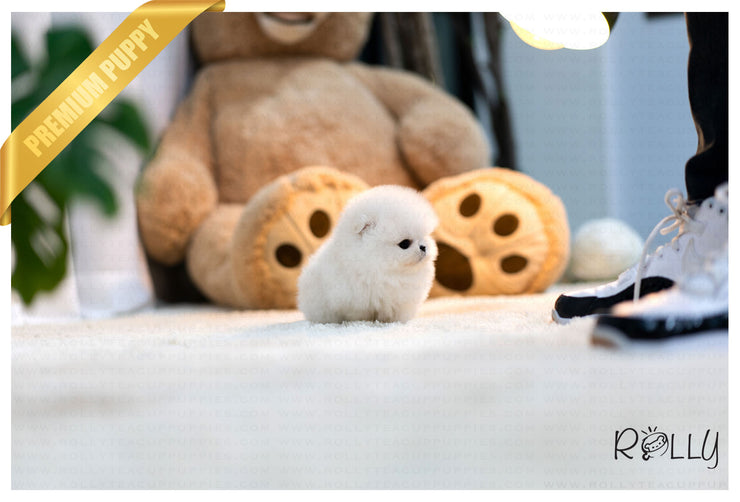 Rolly Teacup Puppies (Purchased by Thao) Louis - Pomeranian. M.