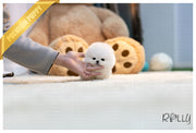 Rolly Teacup Puppies (Purchased by Thao) Louis - Pomeranian. M.