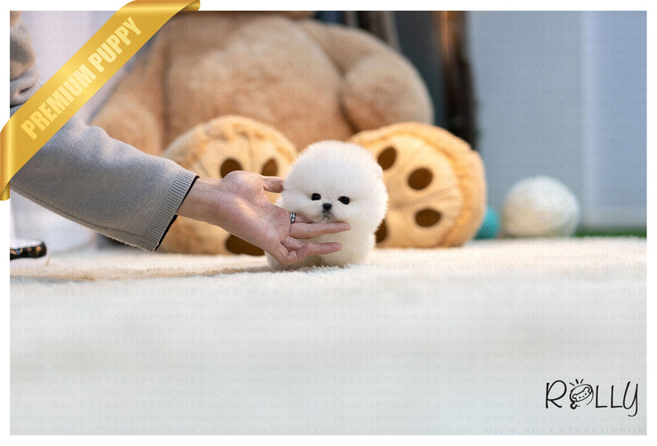 Rolly Teacup Puppies (Purchased by Thao) Louis - Pomeranian. M.