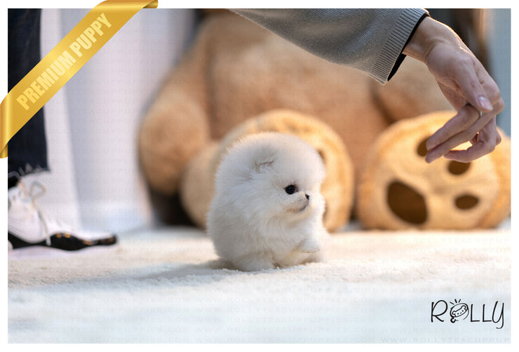 Rolly Teacup Puppies (Purchased by Thao) Louis - Pomeranian. M.
