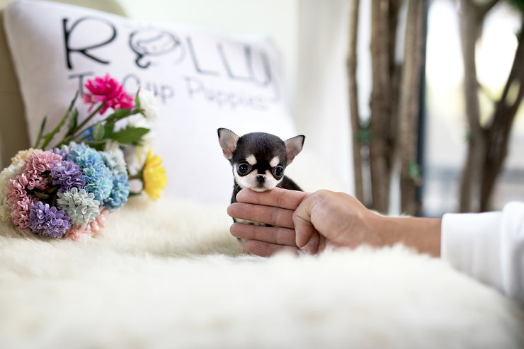 Rolly Teacup Puppies (Purchased by Lim) Lucky - Chihuahua. F.