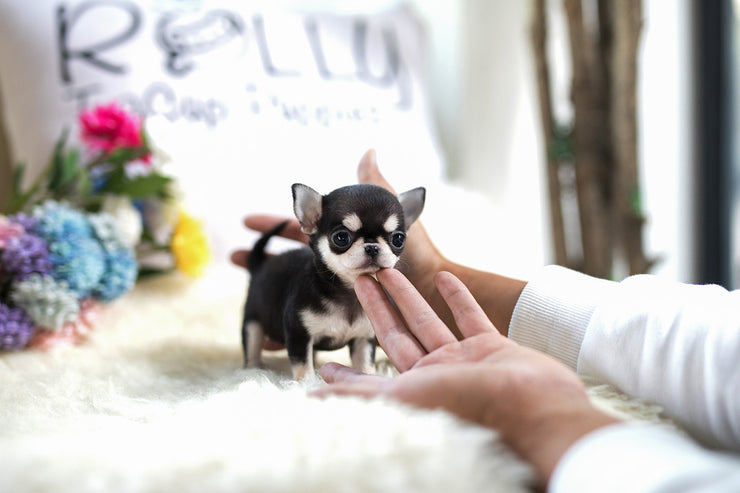 Rolly Teacup Puppies (Purchased by Lim) Lucky - Chihuahua. F.