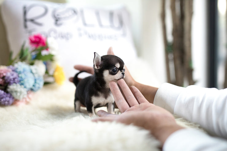 Rolly Teacup Puppies (Purchased by Lim) Lucky - Chihuahua. F.
