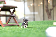 Rolly Teacup Puppies (Purchased by Lim) Lucky - Chihuahua. F.