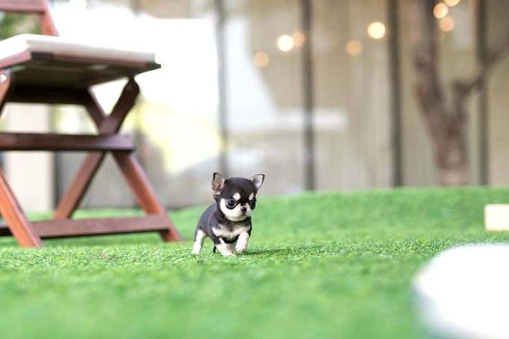 Rolly Teacup Puppies (Purchased by Lim) Lucky - Chihuahua. F.