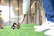 Rolly Teacup Puppies (Purchased by Lim) Lucky - Chihuahua. F.