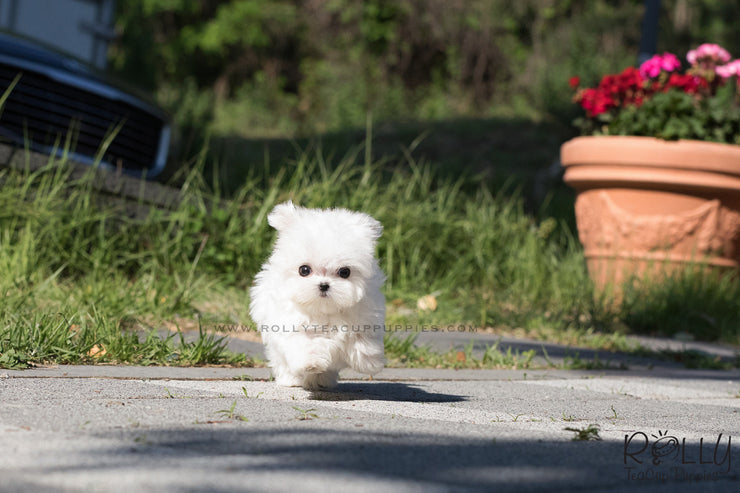 Rolly Teacup Puppies (SOLD to Navarro) Lulu - Maltese. F.