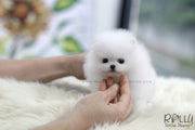 Rolly Teacup Puppies (SOLD to Baumgardner) Lulu - Pomeranian. F.