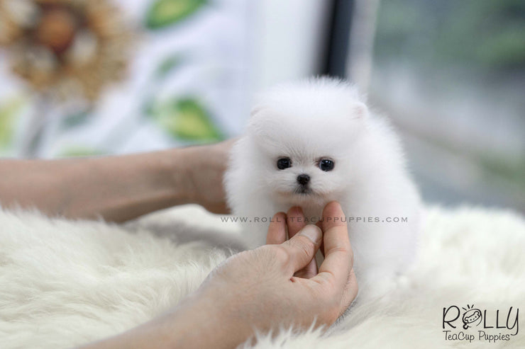 Rolly Teacup Puppies (SOLD to Baumgardner) Lulu - Pomeranian. F.