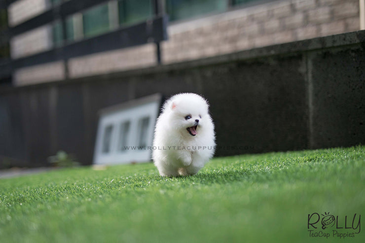 Rolly Teacup Puppies (SOLD to Baumgardner) Lulu - Pomeranian. F.