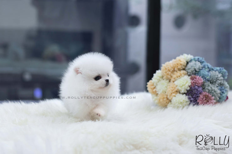 Rolly Teacup Puppies (SOLD to Baumgardner) Lulu - Pomeranian. F.