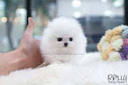 Rolly Teacup Puppies (SOLD to Baumgardner) Lulu - Pomeranian. F.