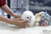 Rolly Teacup Puppies (SOLD to Baumgardner) Lulu - Pomeranian. F.