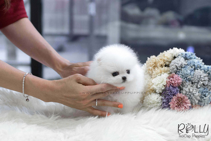 Rolly Teacup Puppies (SOLD to Baumgardner) Lulu - Pomeranian. F.