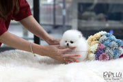 Rolly Teacup Puppies (SOLD to Baumgardner) Lulu - Pomeranian. F.