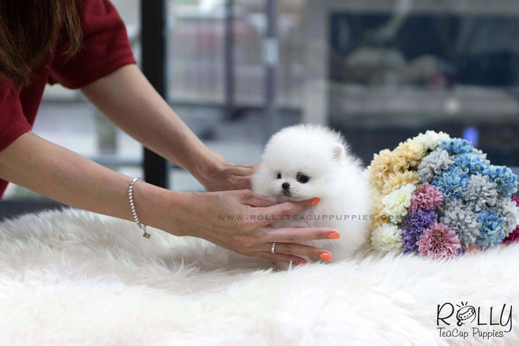Rolly Teacup Puppies (SOLD to Baumgardner) Lulu - Pomeranian. F.