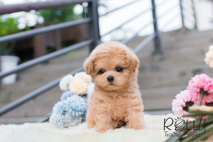 Rolly Teacup Puppies Lulu - Poodle.