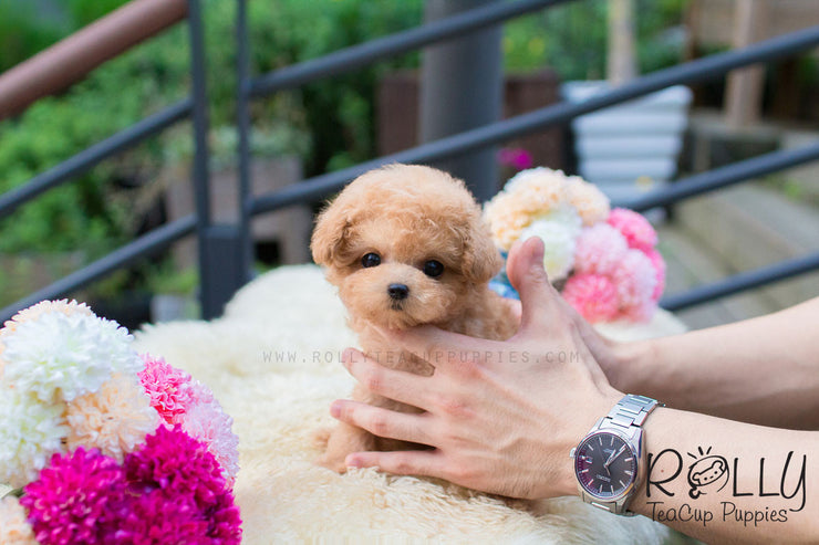 Rolly Teacup Puppies Lulu - Poodle.