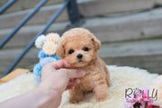 Rolly Teacup Puppies Lulu - Poodle.