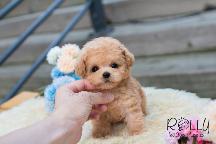 Rolly Teacup Puppies Lulu - Poodle.