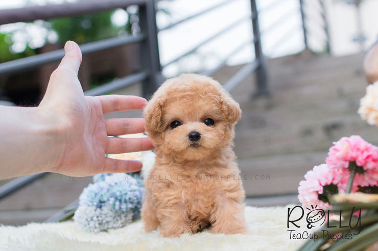 Rolly Teacup Puppies Lulu - Poodle.