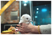 Rolly Teacup Puppies (PURCHASED by Almeida) LUNA - Maltese. F.