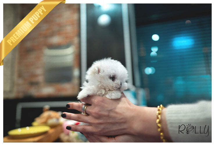 Rolly Teacup Puppies (PURCHASED by Almeida) LUNA - Maltese. F.